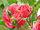 Rosa sp.94.jpg