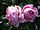 Rosenfee (Kordes 2006).JPG