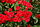Rote Mozart (Kordes 1989).JPG