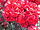 Roter Korsar (Kordes 2004).JPG