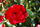 Rotlila (Kordes 2000).JPG