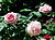 Rosa 'Baroness Rotchild'.jpg
