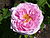 Rosa 'Comte de Chambord' J1.JPG