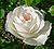 Rosa Iceberg 1.jpg