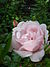 Rosa New Dawn1UME.jpg