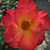 Rosa Playboy01.jpg