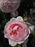 Rosa Scepter'd Isle01.jpg