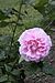 Rosa Wife of Bath.jpg