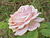 Rosa sp.67.jpg