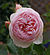 Rose-Renaissance-1 David-Austin.jpg