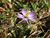 Spergularia rubra bluete.jpeg