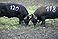 Cowfight20.JPG