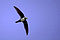 Alpine Swift.jpg