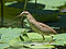 Yellow Bittern 9642.jpg