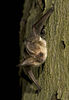 Plecotus austriacus.jpg