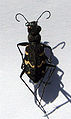 Cicindela silvatica.jpg