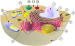 Biological cell.svg