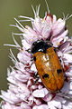 Clytra.quadripunctata.jpg