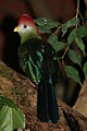 Tauraco erythrolophus.JPG