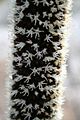 Xanthorrhoea Flower Mid.jpg