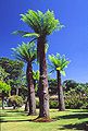 Logan Botanic Garden.jpg