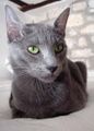 RussianBlueCat.jpg