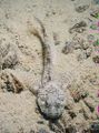Cottus gobio.jpg