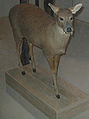 Hydropotes inermis stuffed.JPG