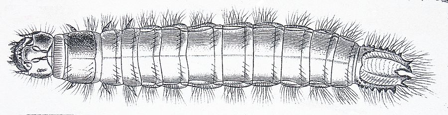 Agrypnus murinus larva Reitter.JPG
