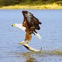 African fish eagle just caught fish.jpg