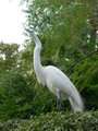 Ardea alba2.jpg