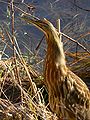 Botaurus lentiginosus 28115.JPG