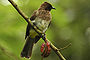 Common bulbul.jpg