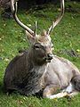 Deer Obroshyno.JPG
