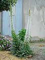 Echium simplex.jpg