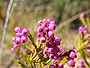 Erica multumbellifera.JPG