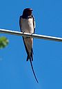 Hirundo rustica0.jpg