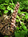Lathraea squamaria 1x.JPG