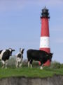 Lighthouse pellworm P5232327 jm.JPG