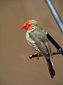 Neochmia ruficauda 2.jpg