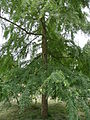 Nothofagus obliqua 01 by Line1.JPG