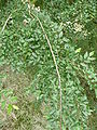 Nothofagus obliqua 02 by Line1.JPG