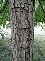 Nothofagus obliqua 04 by Line1.JPG