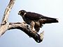 Peregrine Falcon Kobble Apr07.JPG