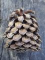 Pinus canariensis.jpg