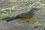 Rufiventris2.JPG
