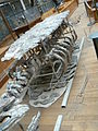 Sarcosuchus imperator body.JPG