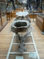 Sarcosuchus imperator front.JPG