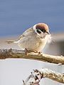 Tree Sparrow 20080423.JPG