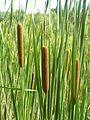 Typha angustifolia2.JPG